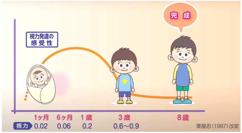 目の成長期間